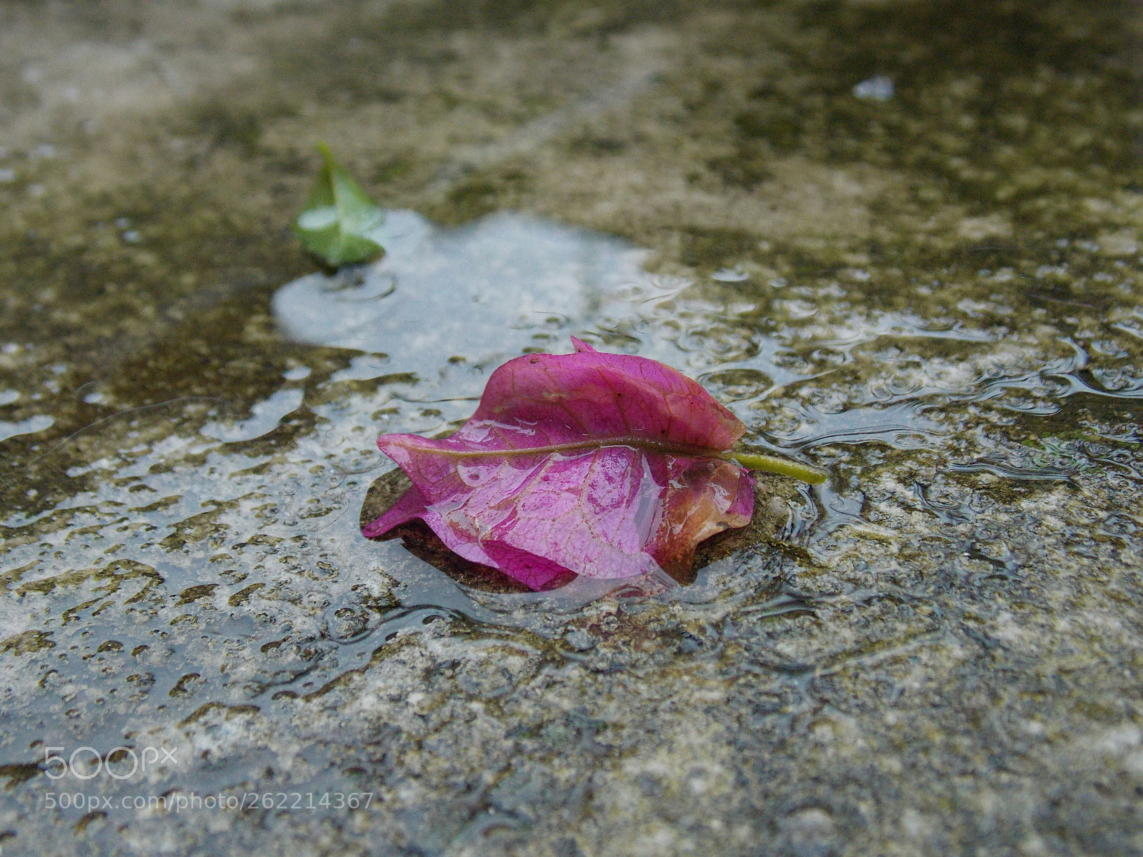 Nikon Coolpix L810 sample photo. Rain photography