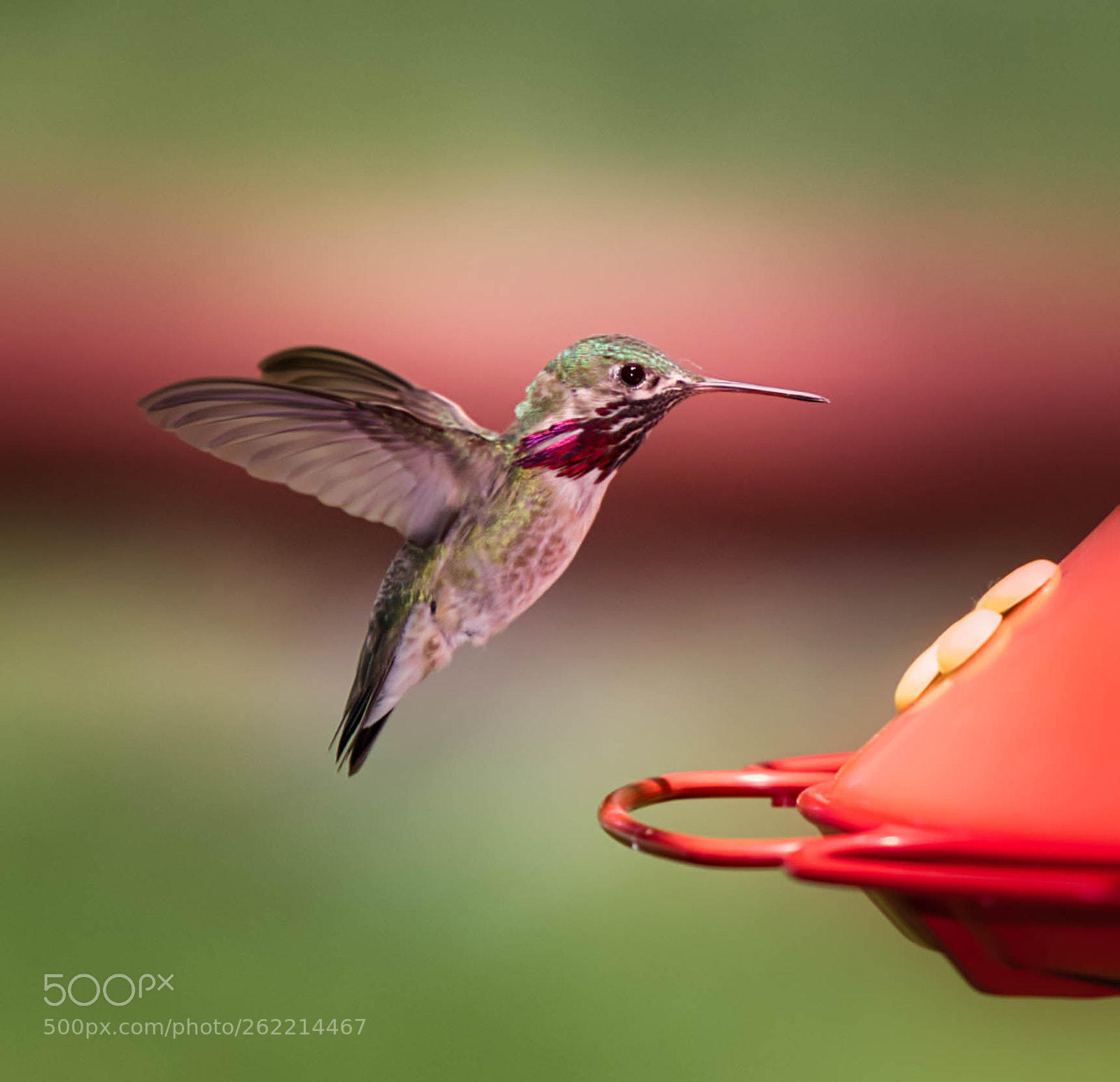 Canon EOS 5D Mark IV sample photo. Male calliope hummingbird photography