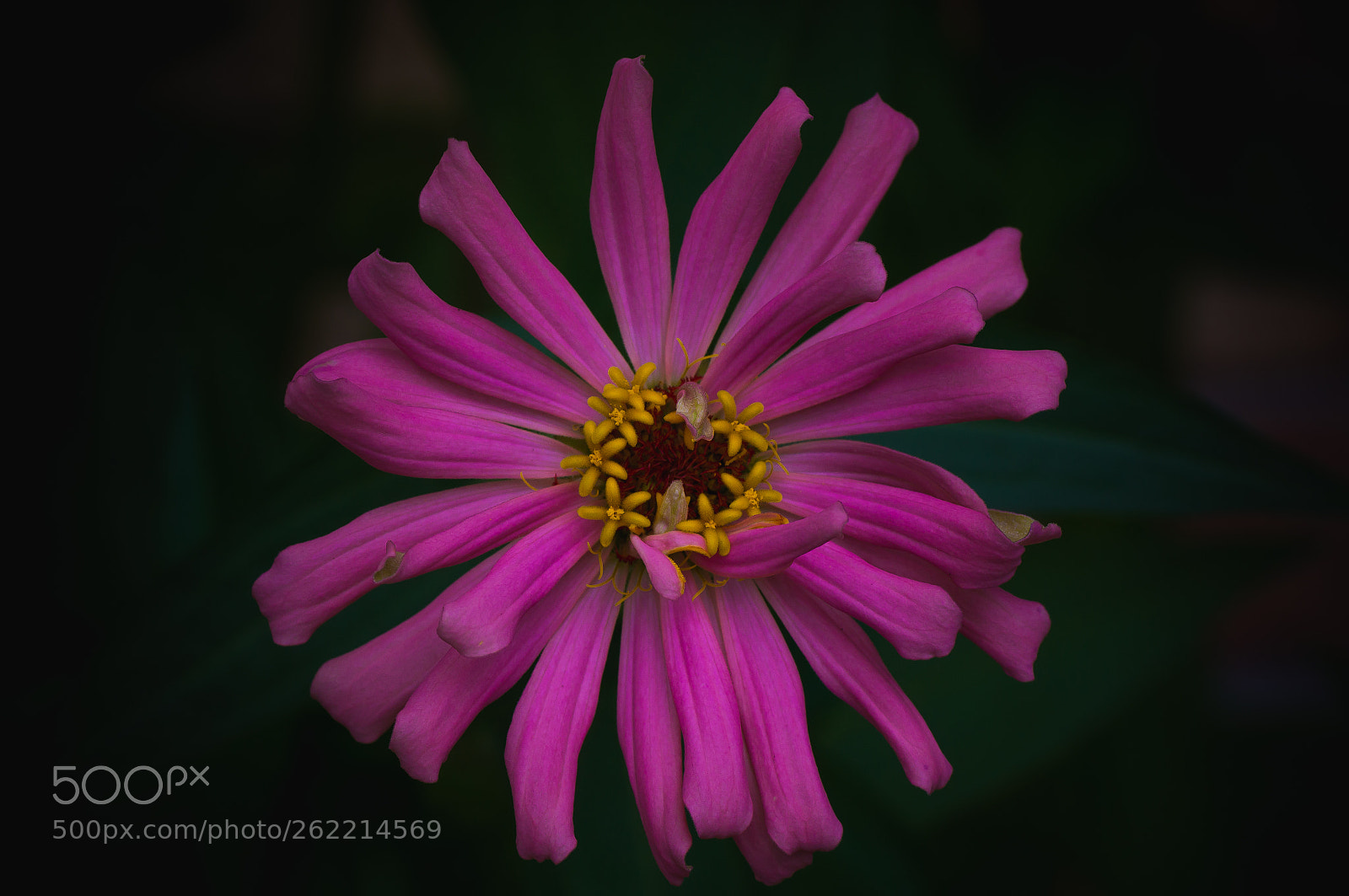 Sony Alpha DSLR-A580 sample photo. Pink dahlia photography
