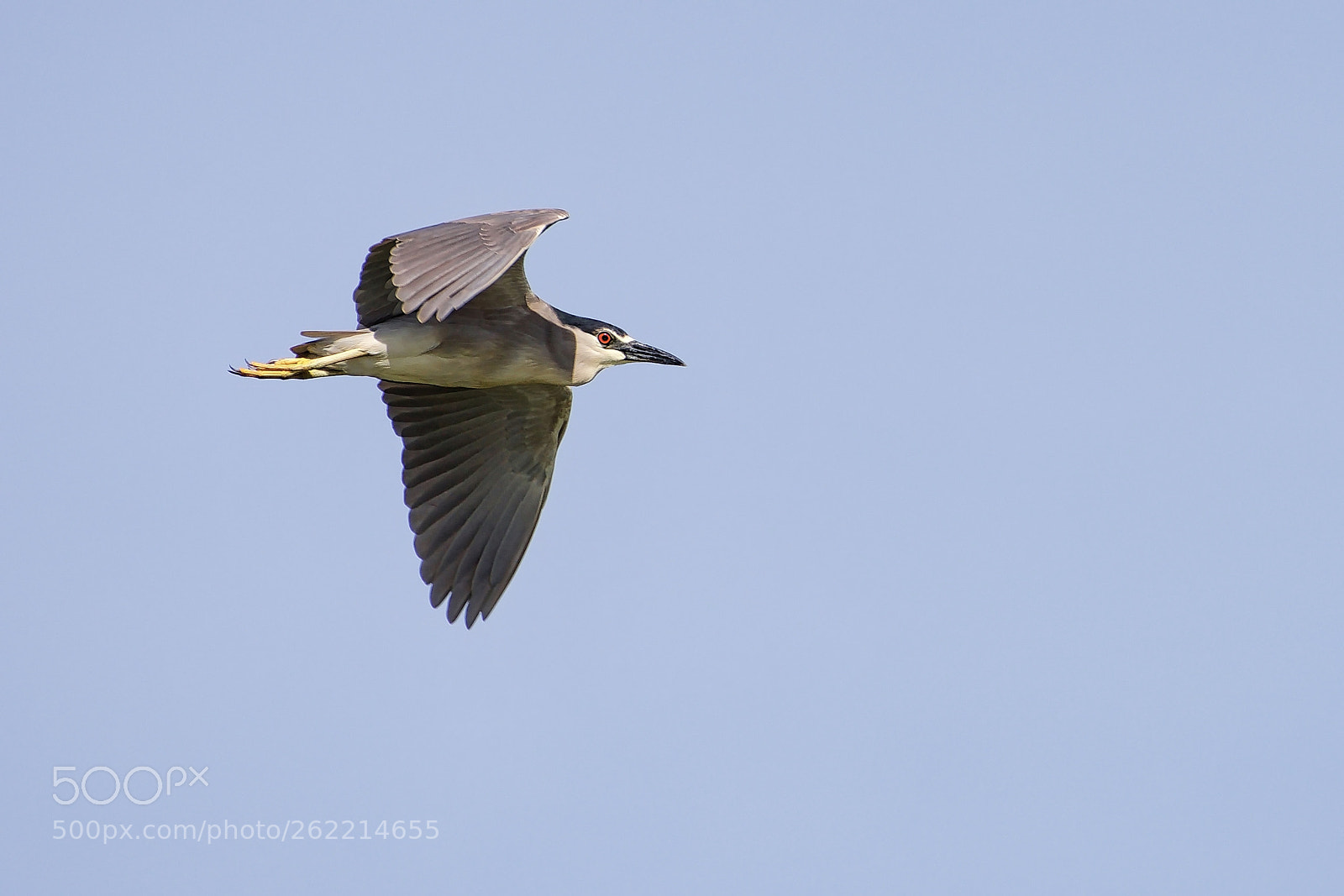 Nikon D500 sample photo. Black crowned night heron photography