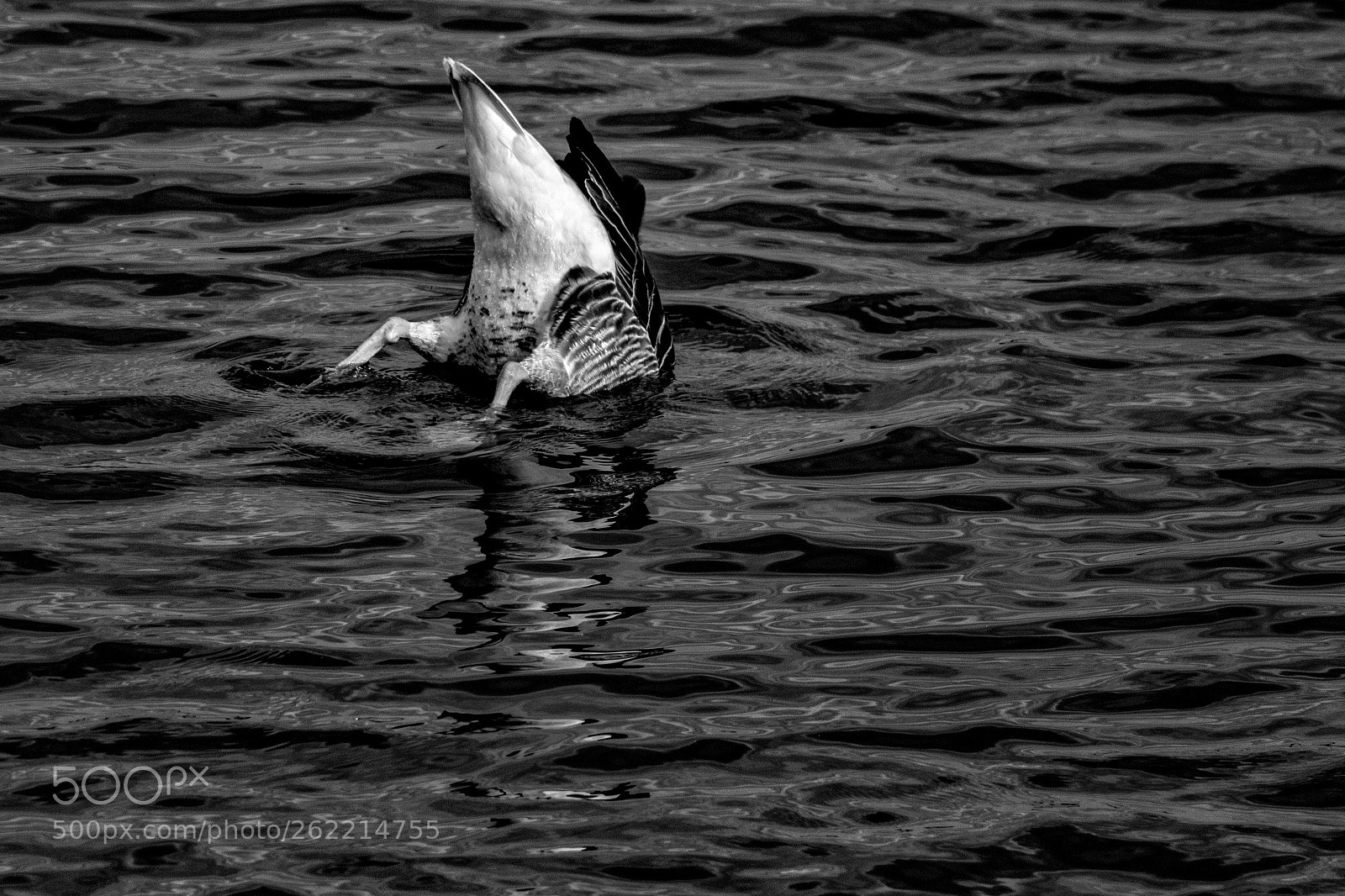 Canon EOS 7D Mark II sample photo. Hungry goose photography