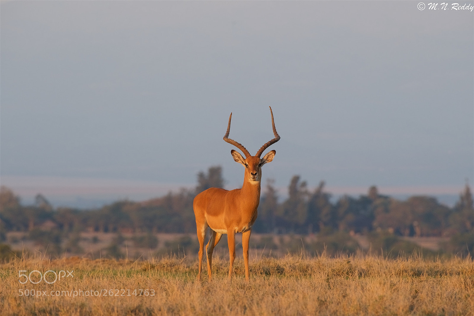 Nikon D5 sample photo. Impala in golden lighting photography