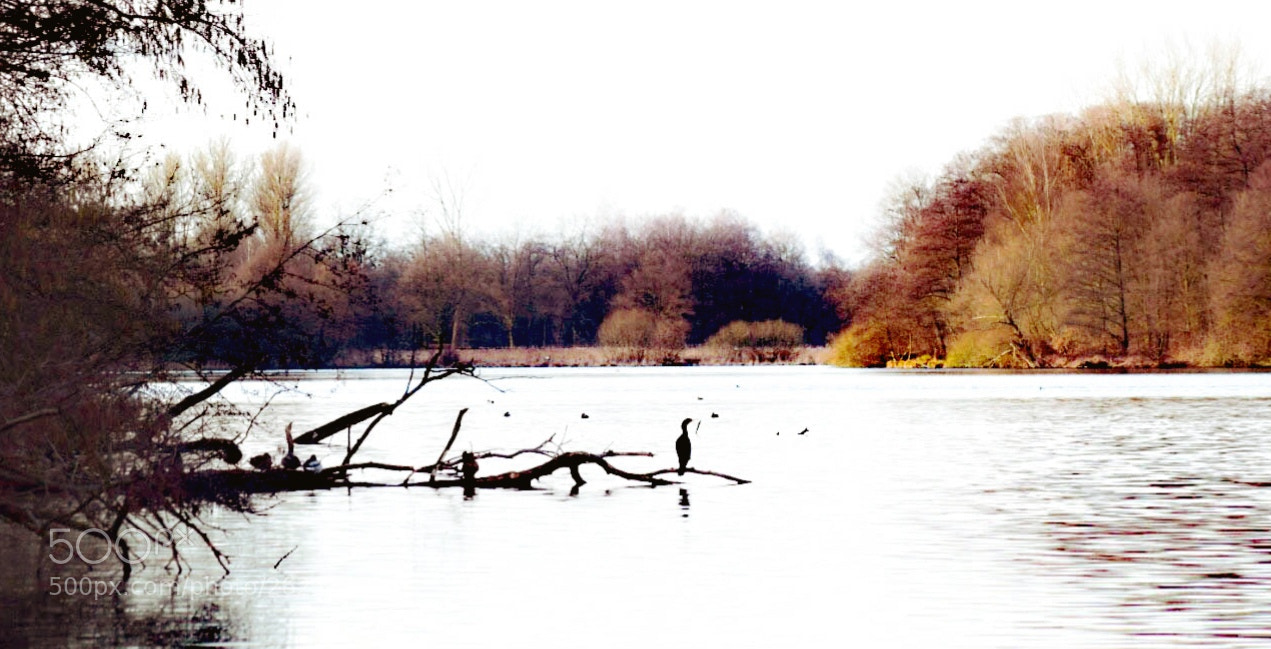 Nikon D5300 sample photo. Untitled photography