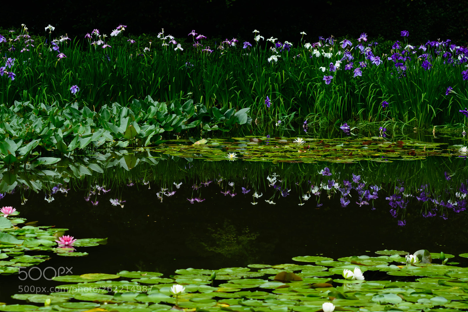 Nikon D5200 sample photo. 平安神宮 photography