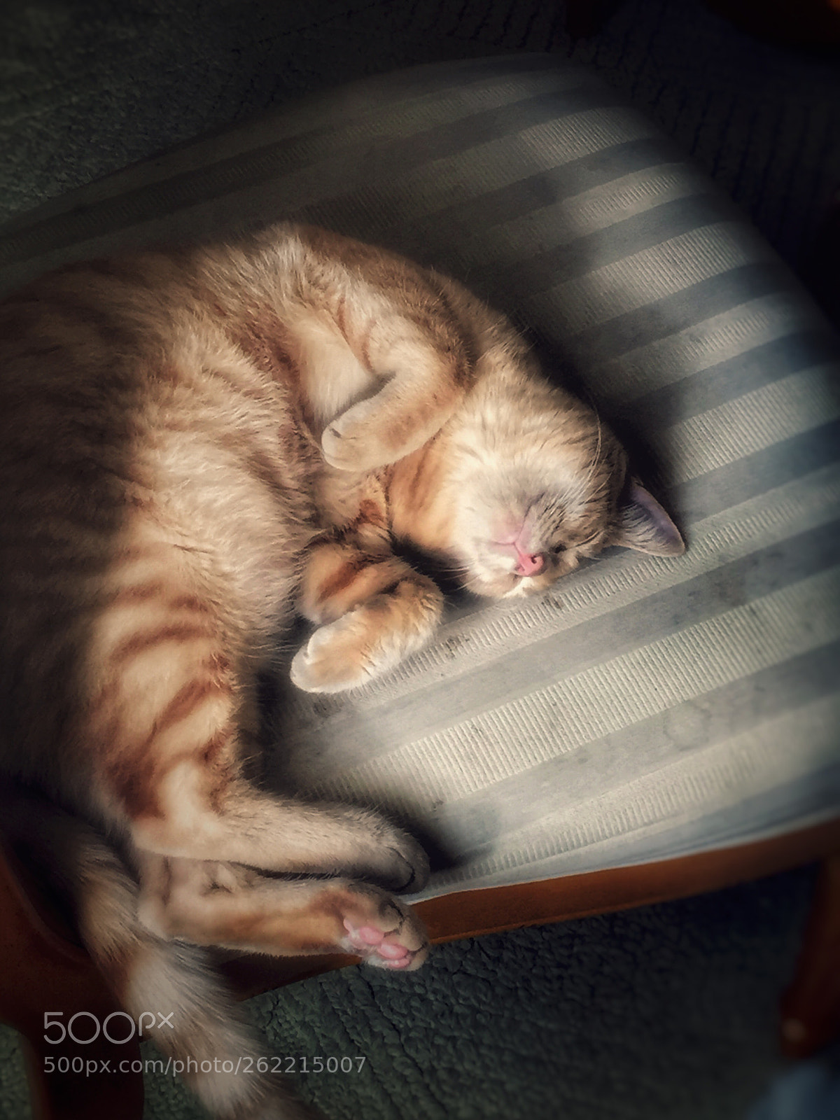 Apple iPhone 6 sample photo. Mr.sleepy head photography
