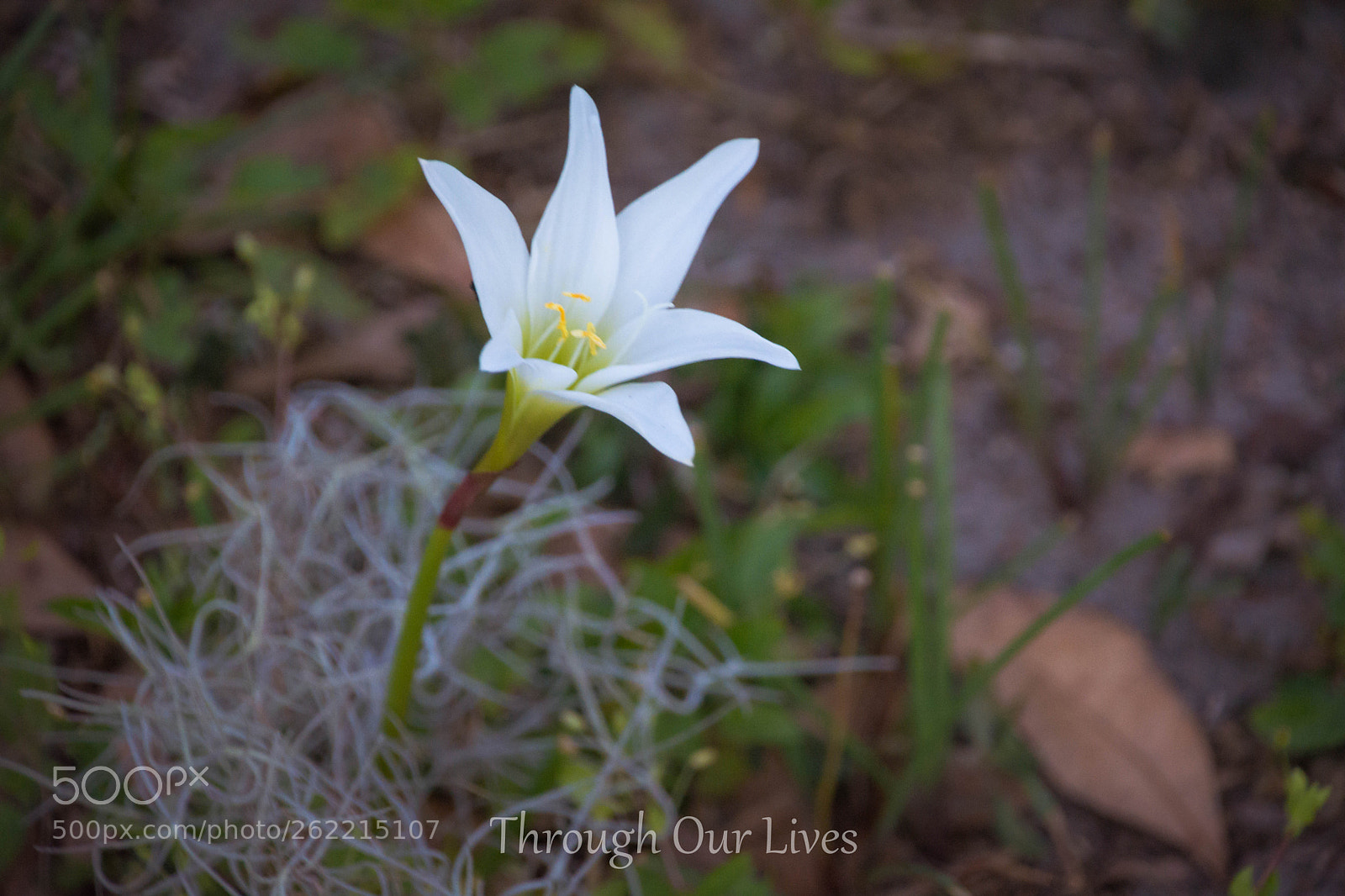 Nikon D5200 sample photo. Untitled photography