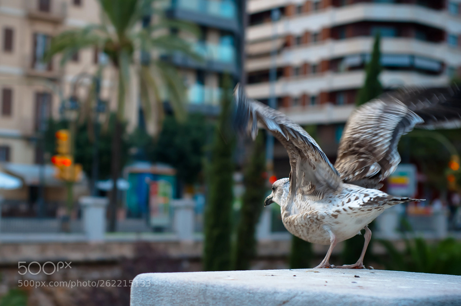 Nikon D80 sample photo. Fly photography