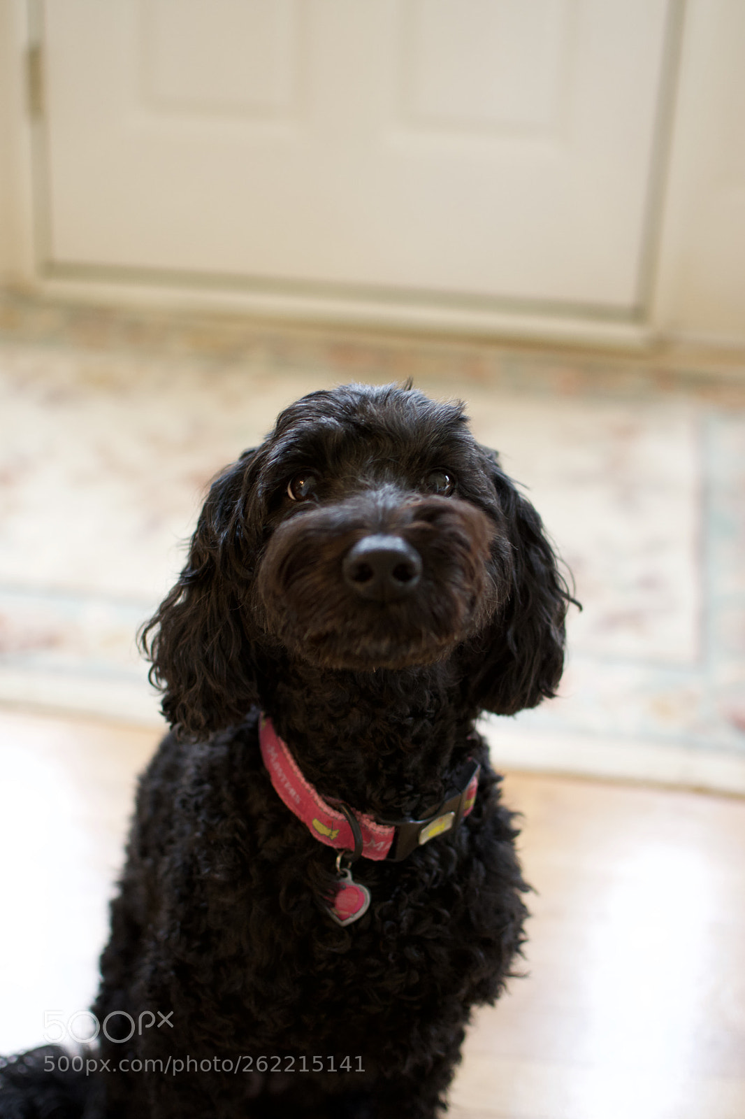Nikon D3300 sample photo. Fullsizeoutput ca photography