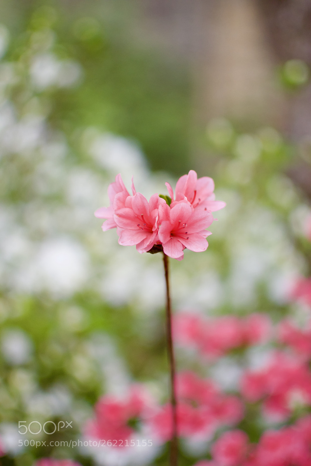 Nikon D3300 sample photo. Fullsizeoutput photography