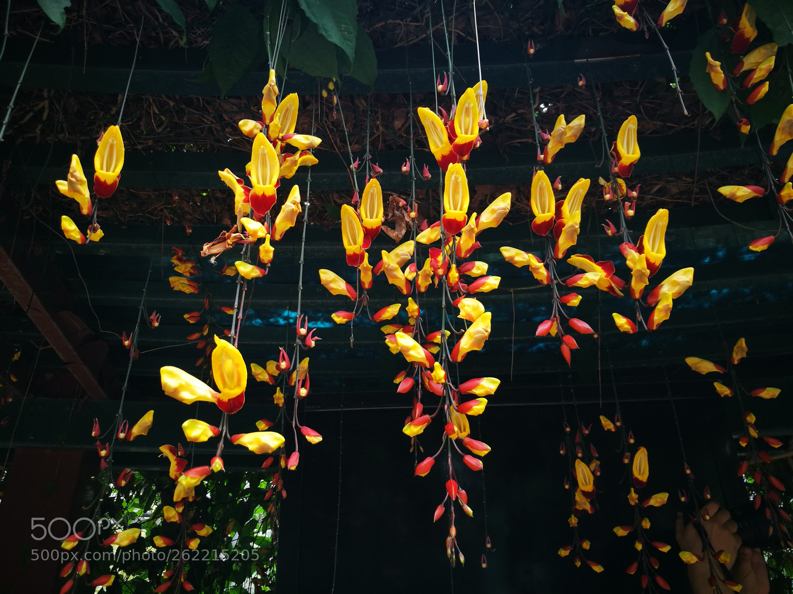 HUAWEI P9 sample photo. Tropical orchids photography