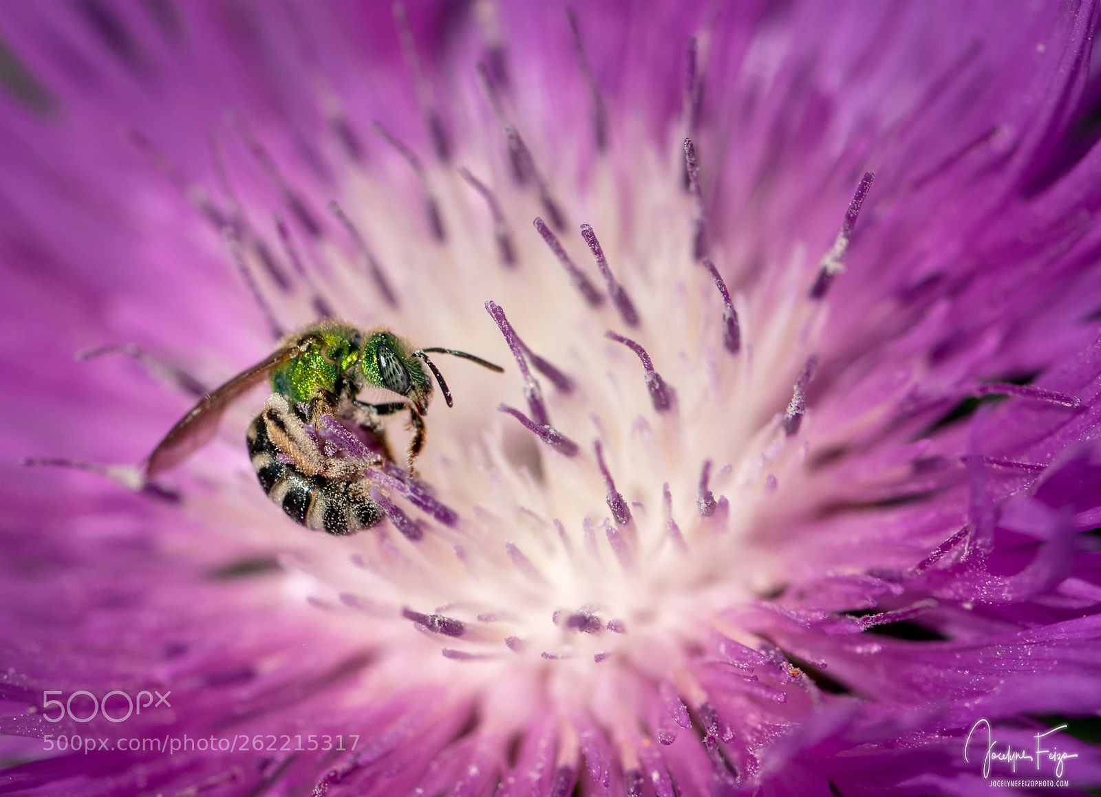 Nikon D750 sample photo. Agapostemon virescens photography