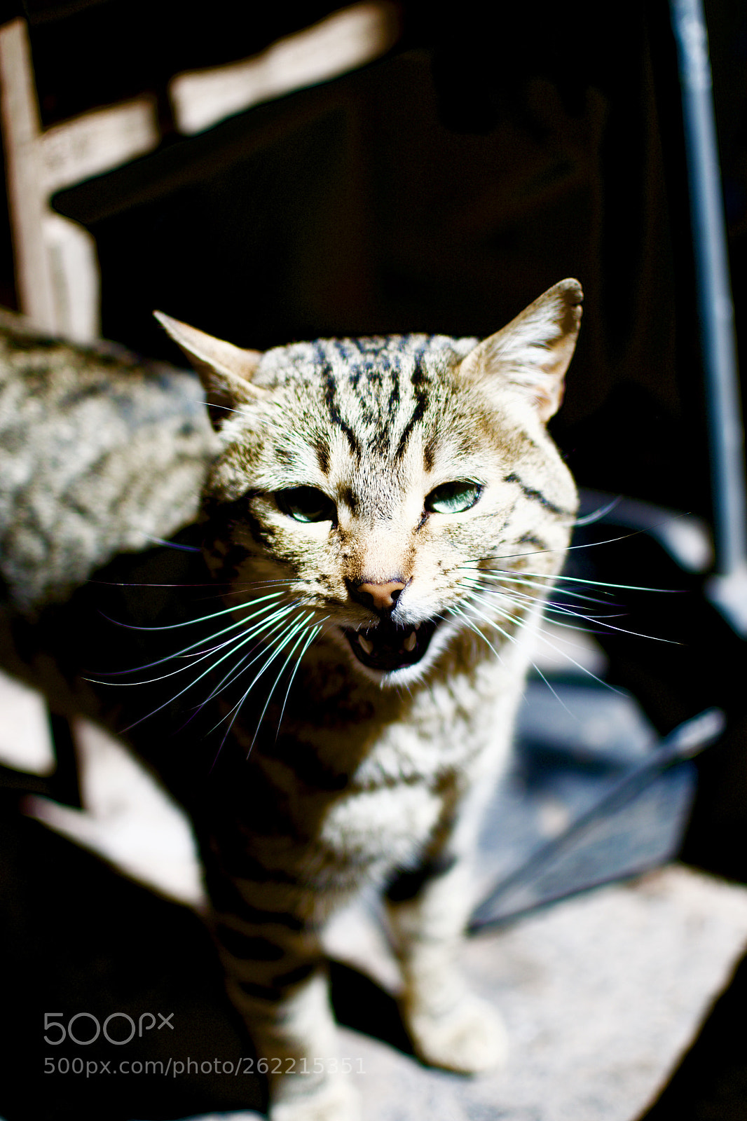 Nikon D3300 sample photo. Fullsizeoutput fe photography