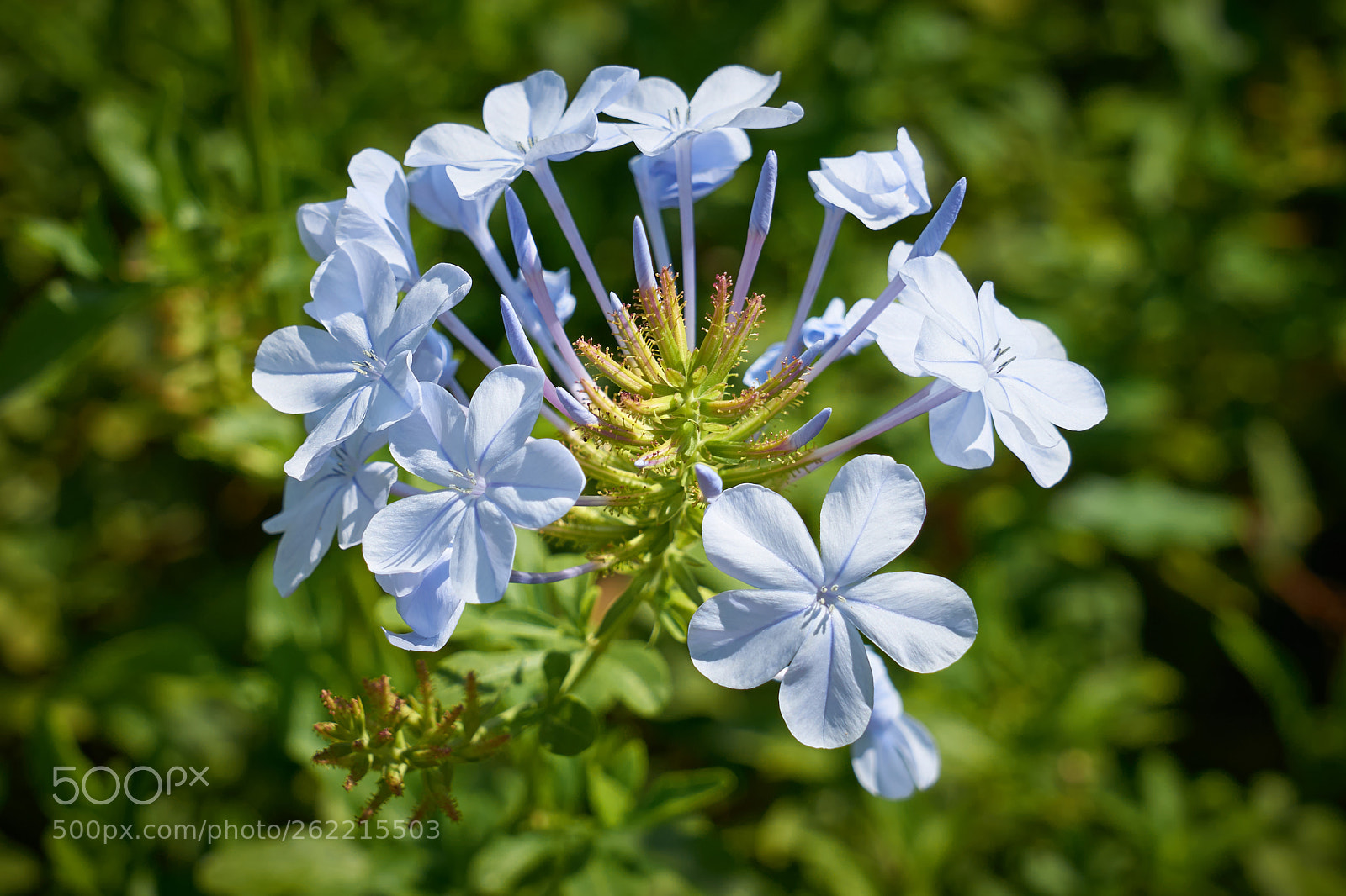 Sony a7 sample photo. Cape leadwort, white plumbago photography