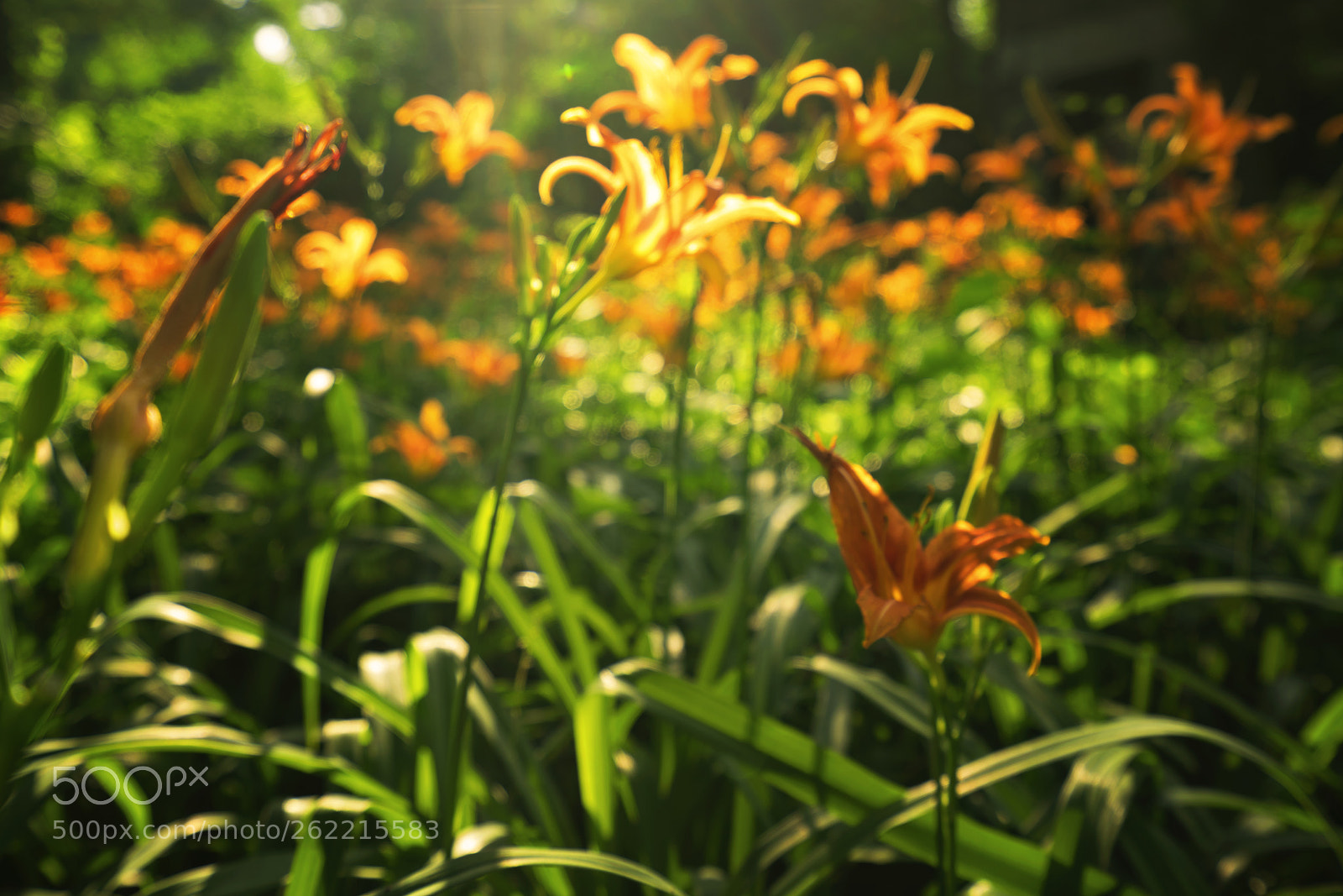 Sony a7R II sample photo. Blossoming photography