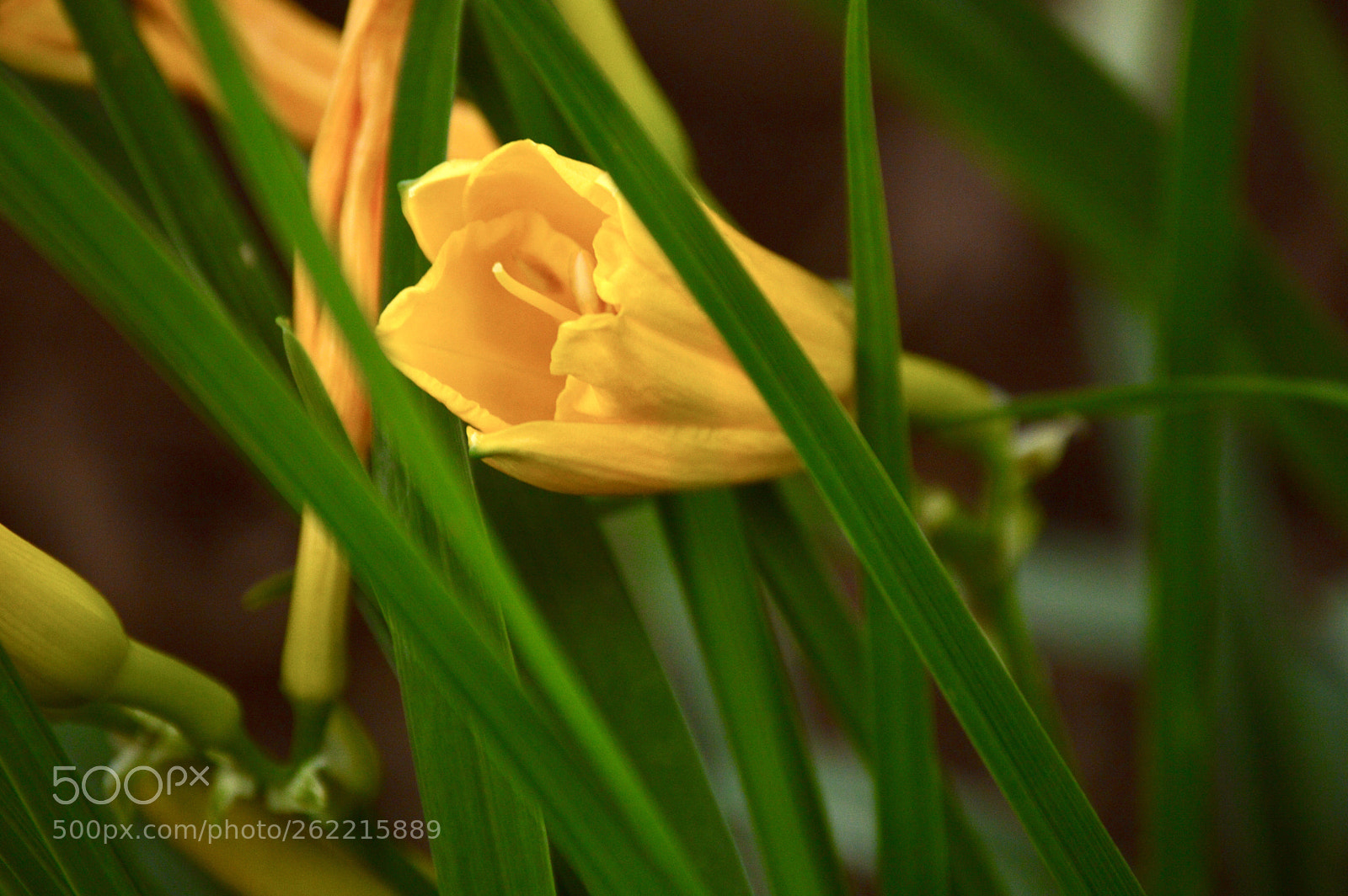 Nikon D3200 sample photo. Untitled photography