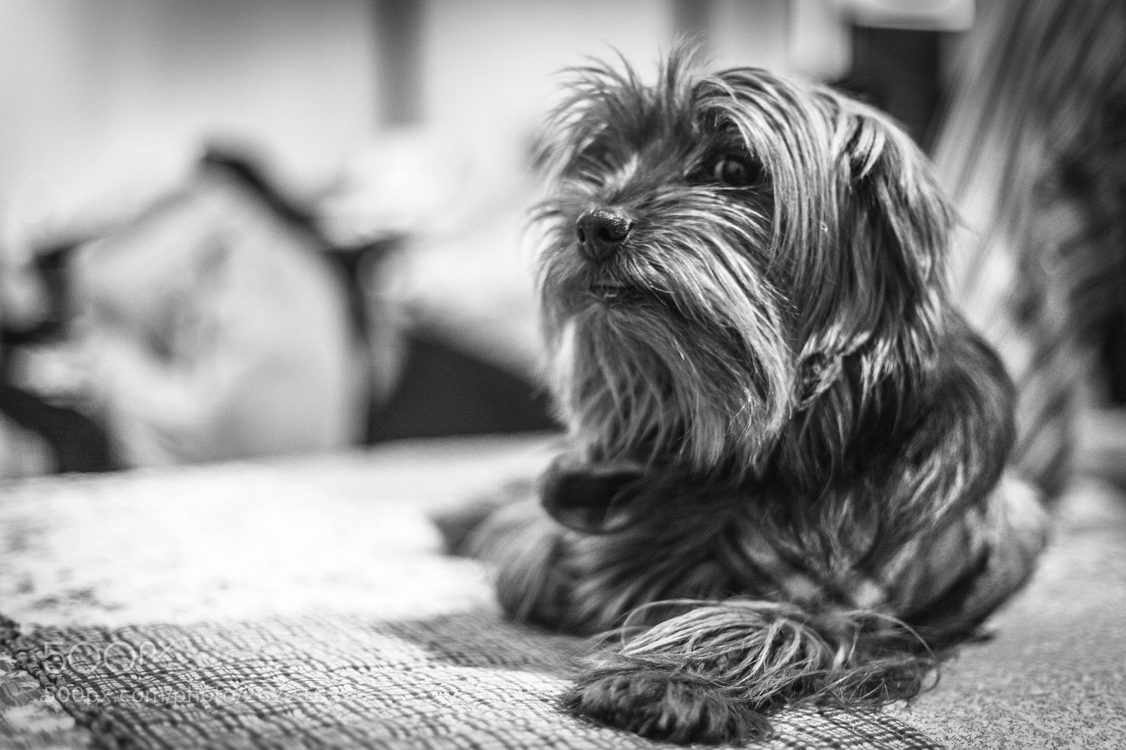 Canon EOS 5D Mark II sample photo. My little bastard photography
