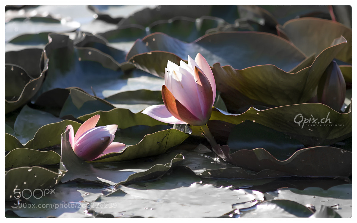 Canon EOS 80D sample photo. Seerose – water lily photography