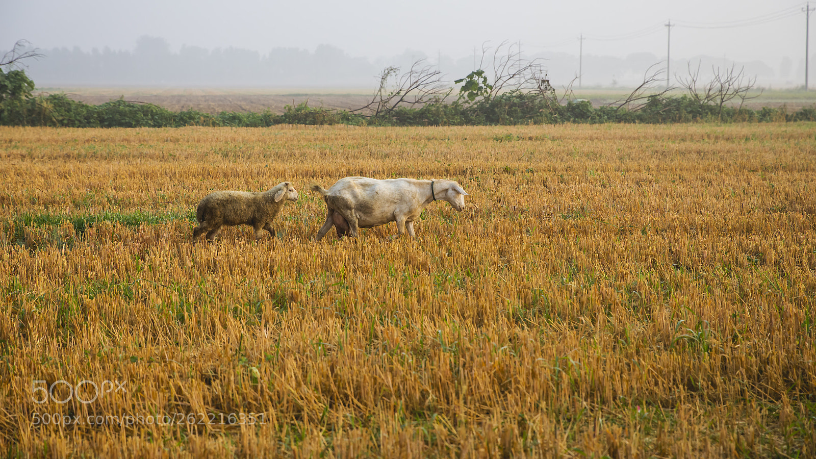 Canon EOS-1D X sample photo. 《跟随》 photography