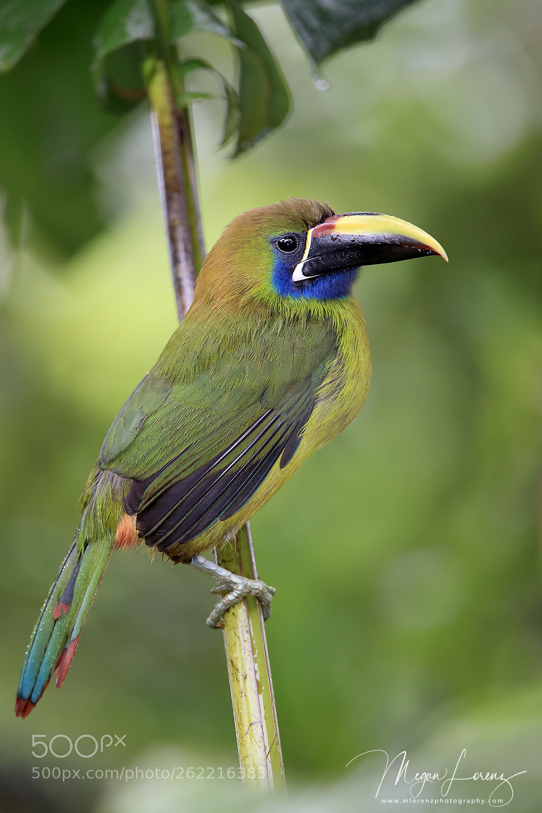 Canon EOS-1D X Mark II sample photo. Toucanet photography