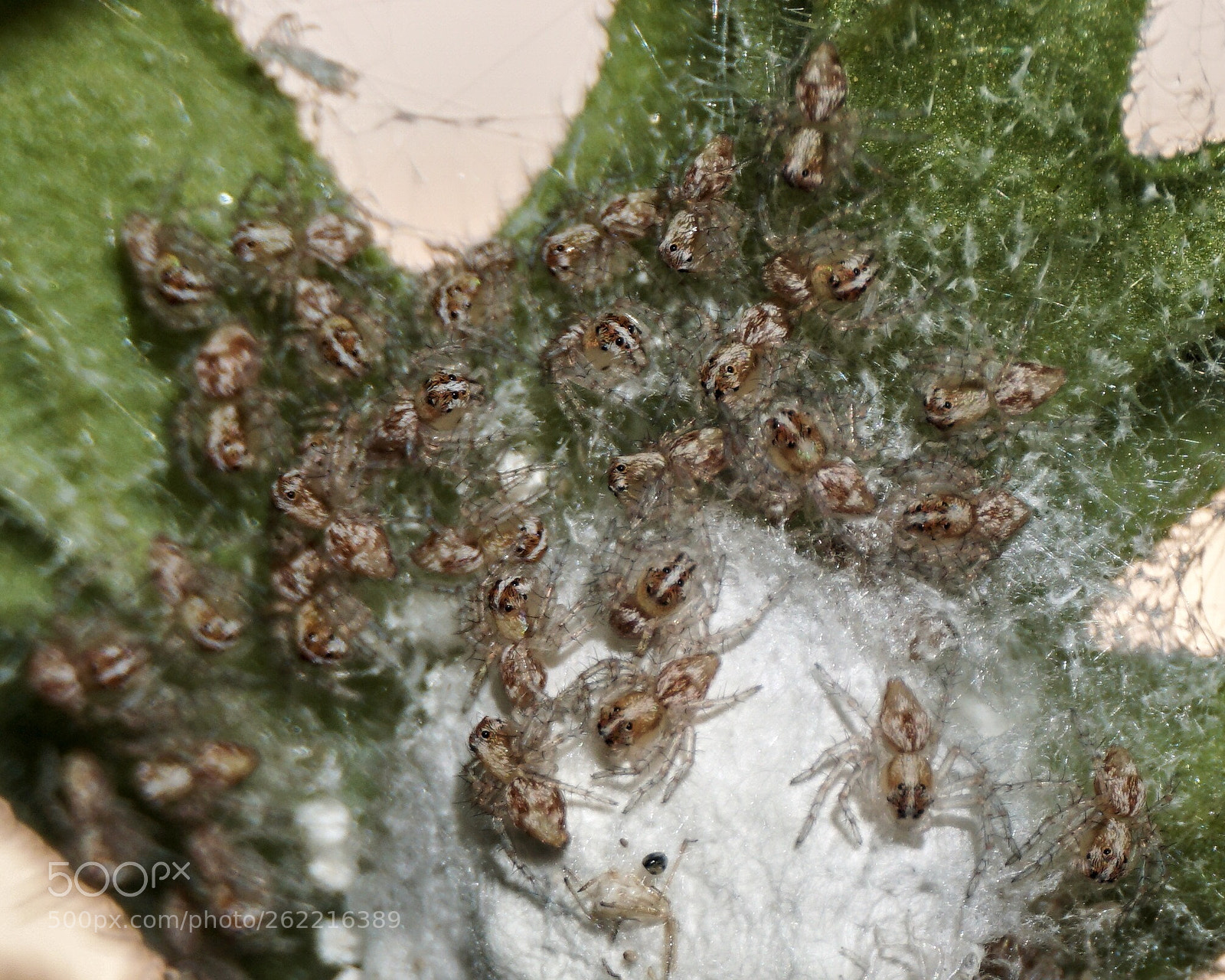 Sony a6300 sample photo. So many baby spiders! photography