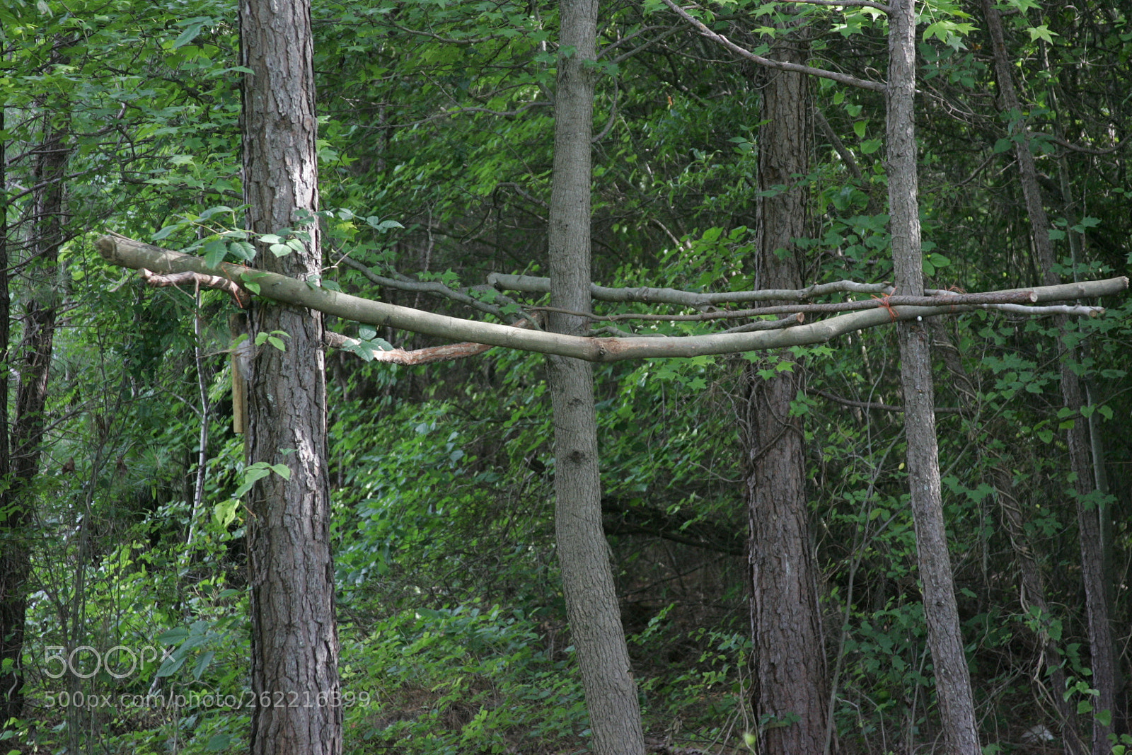 Canon EF 28-135mm F3.5-5.6 IS USM sample photo. Scout treee rack photography