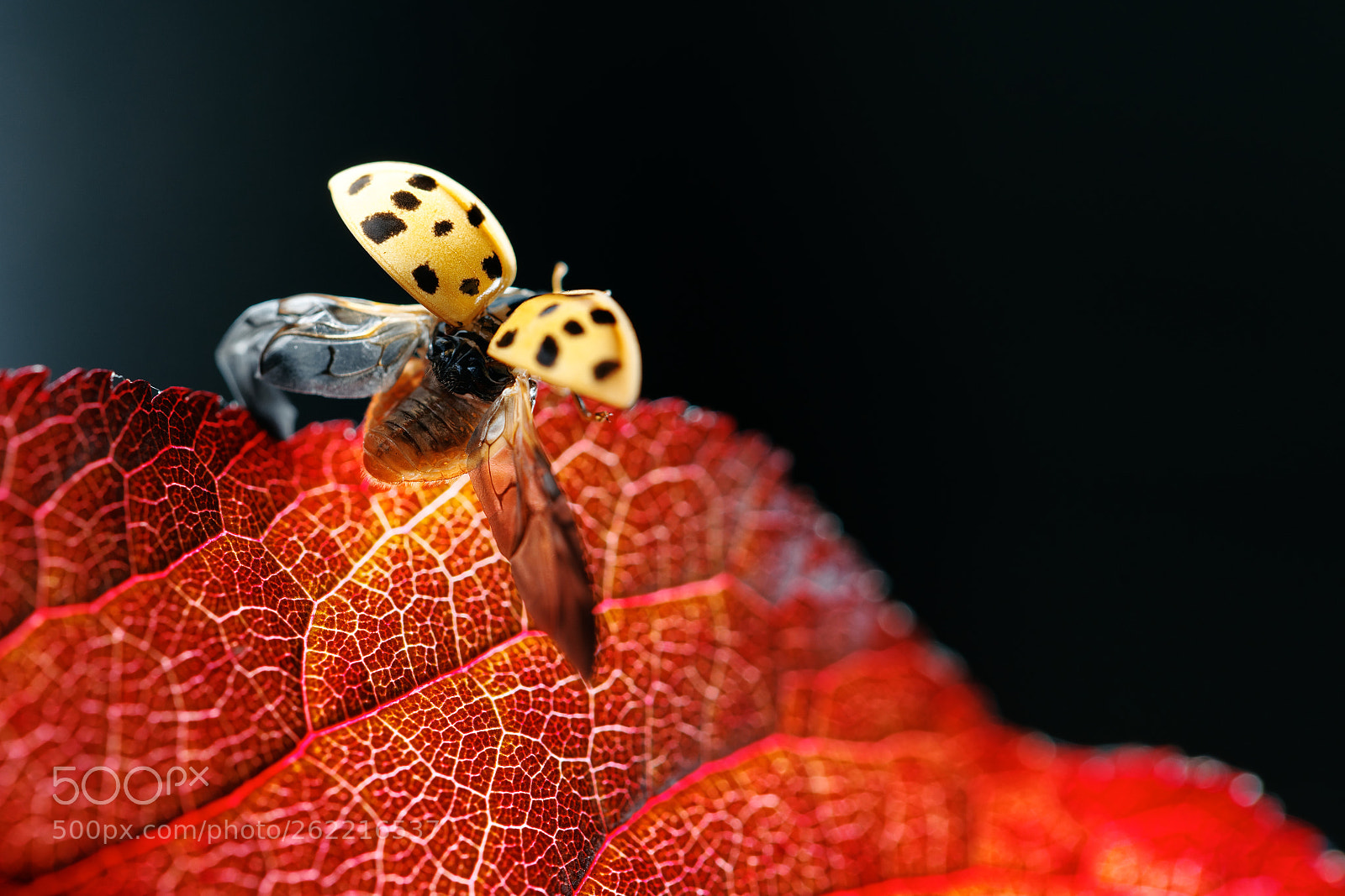 Canon EOS 6D sample photo. Ladybug freshly emerged from photography