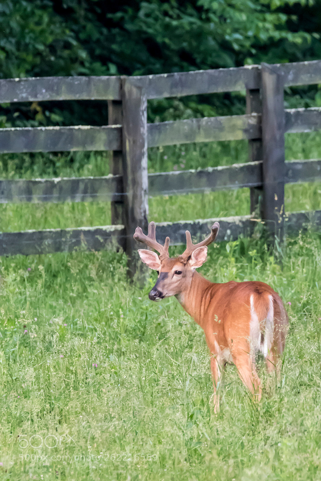 Canon EOS 7D Mark II sample photo. Buck photography