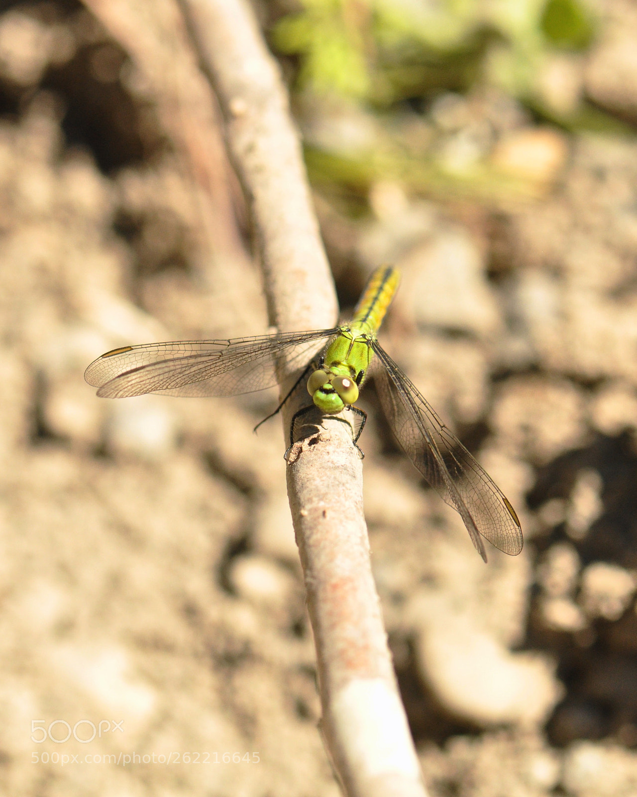 Nikon D90 sample photo. Bright green dragonfly 7 photography