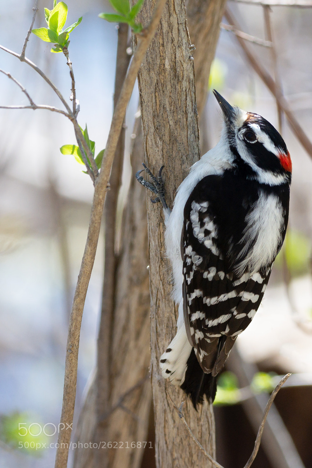Nikon D7200 sample photo. Male downy woodpecker photography