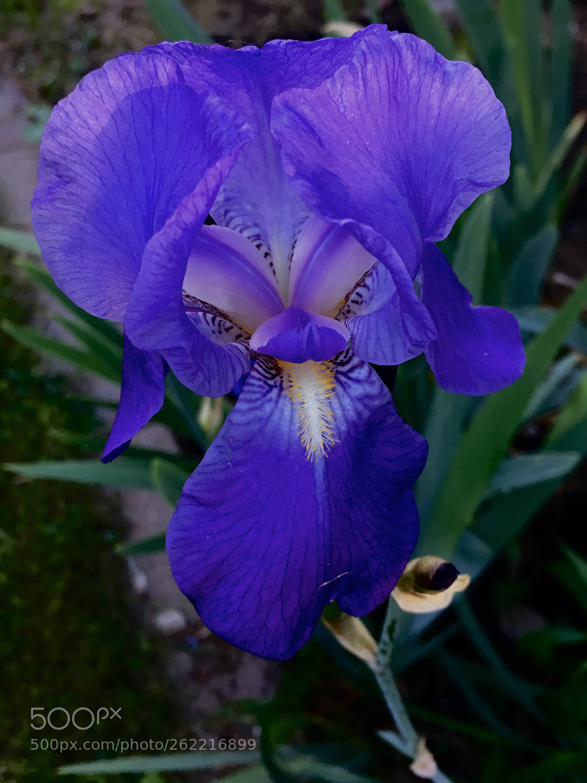 Apple iPhone SE sample photo. Purple passion photography