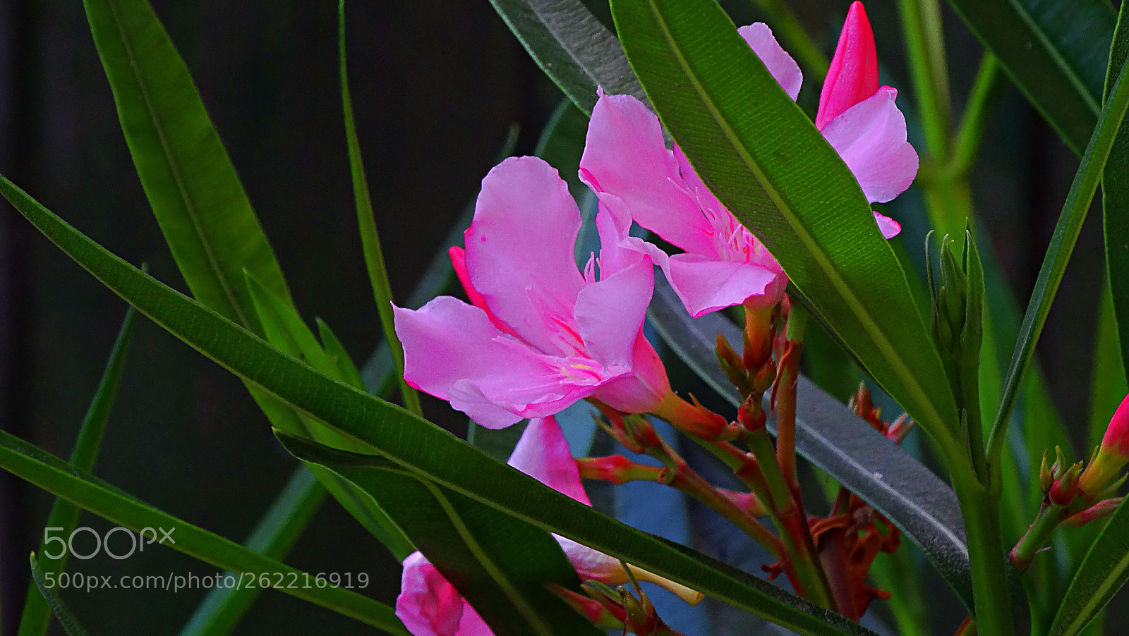 Sony Cyber-shot DSC-HX300 sample photo. Flower photography