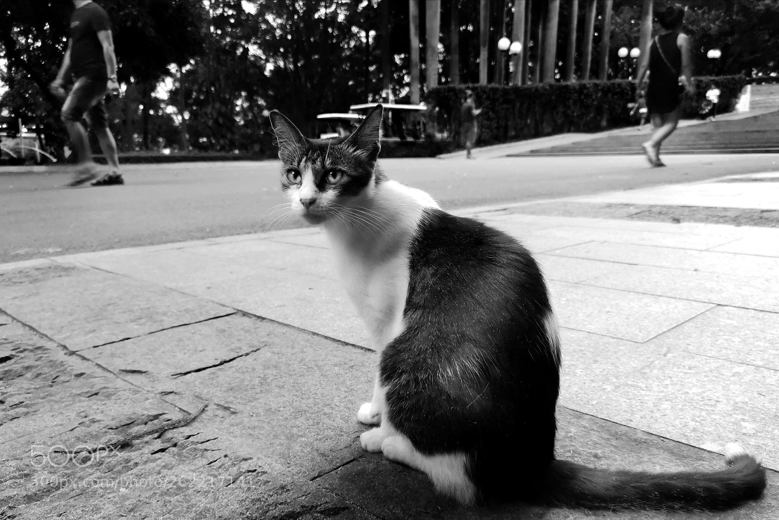 HUAWEI P20 Pro sample photo. Stray cat in the photography