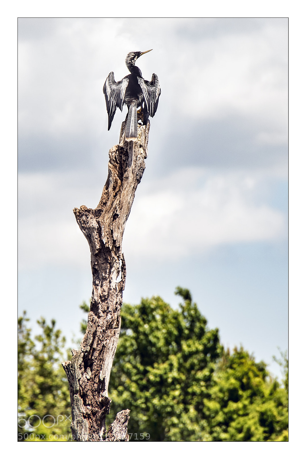 Nikon D810 sample photo. Anahinga drying wings photography