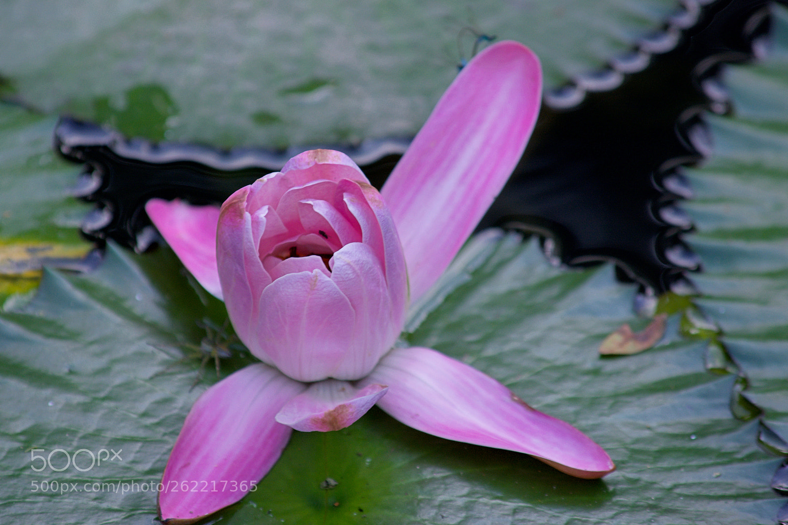 Nikon D7100 sample photo. Victoria amazonica photography