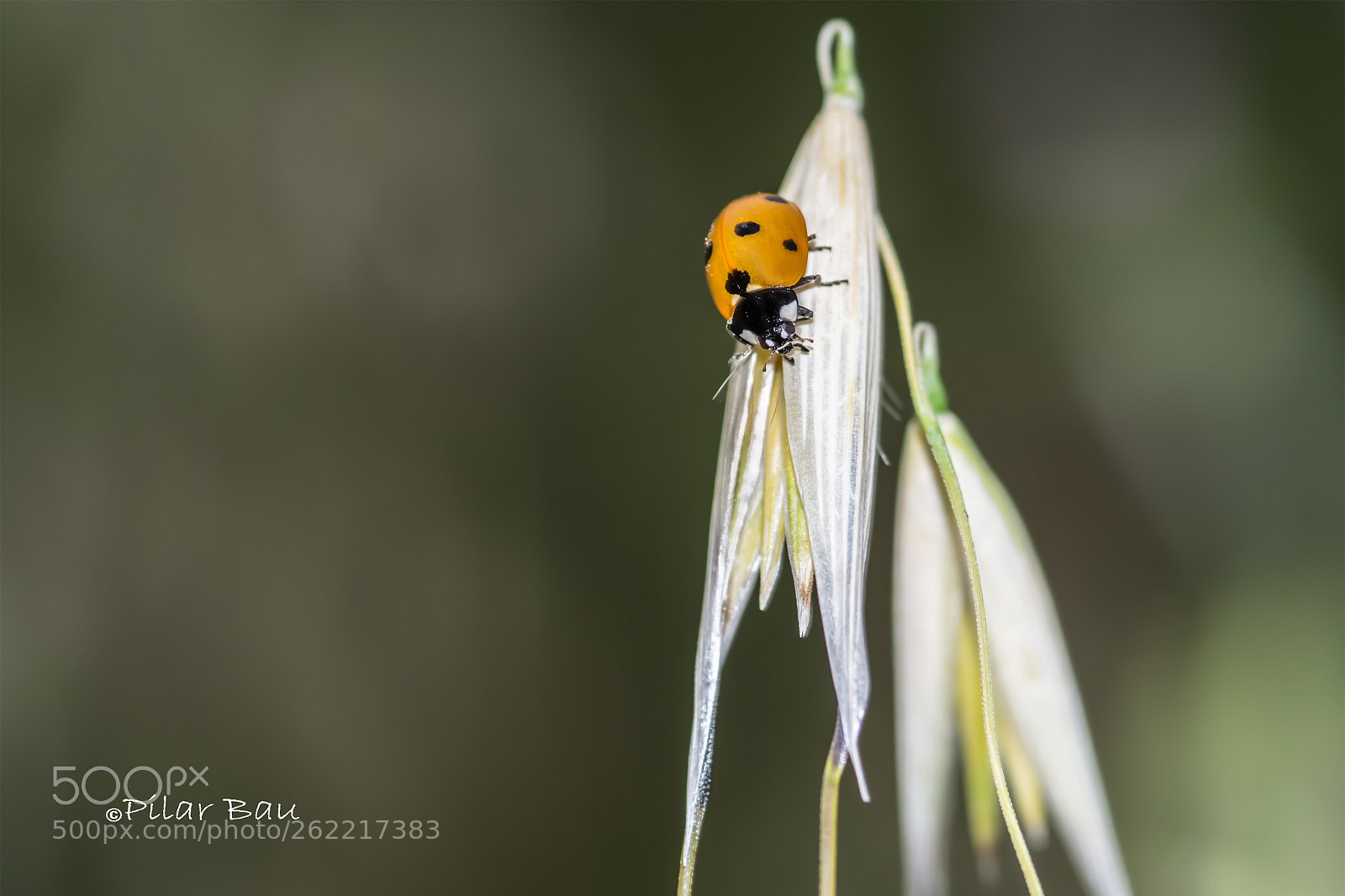 Nikon D3100 sample photo. Coccinellidae photography