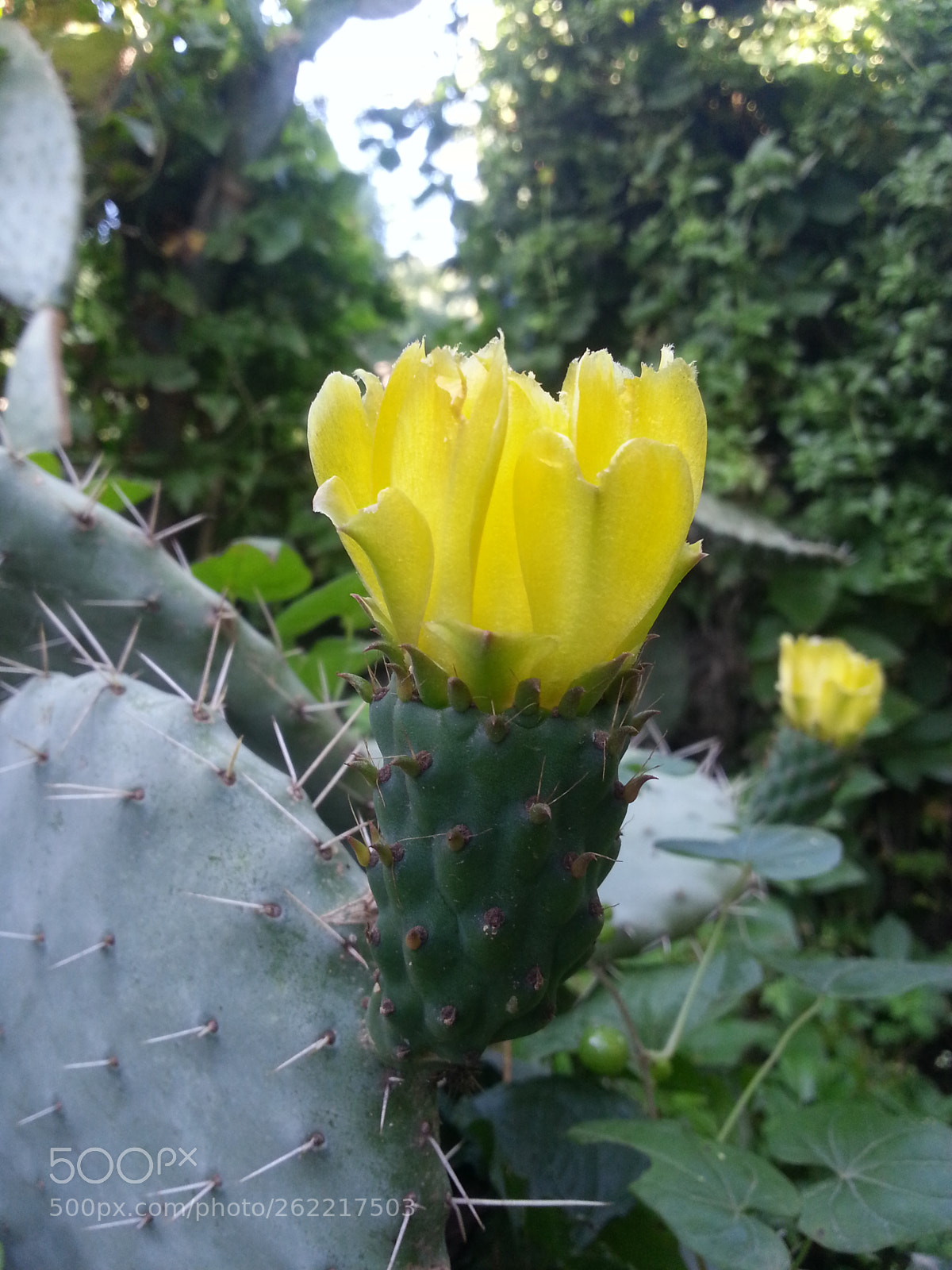 Samsung Galaxy S3 sample photo. Figue berbere photography