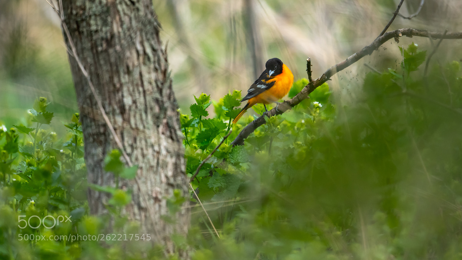 Nikon D850 sample photo. Baltimore oriole on the photography