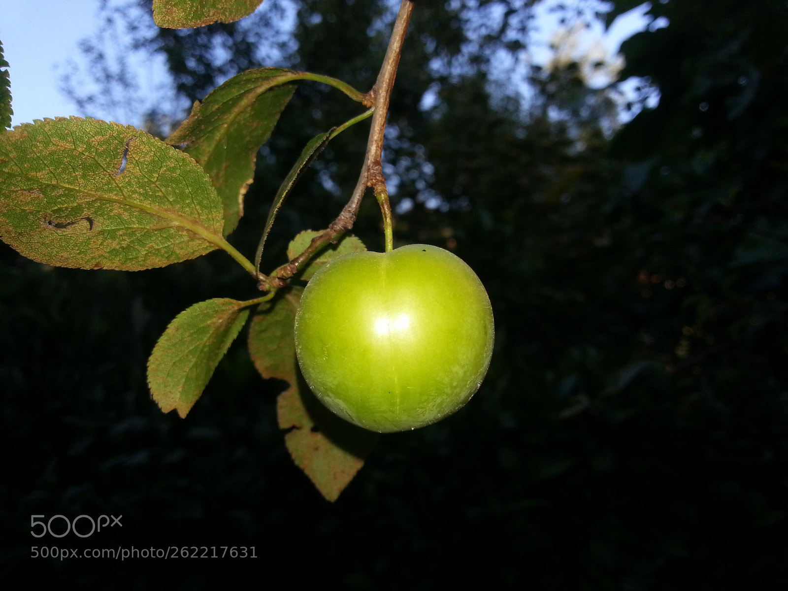 Samsung Galaxy S3 sample photo. Prune verte photography