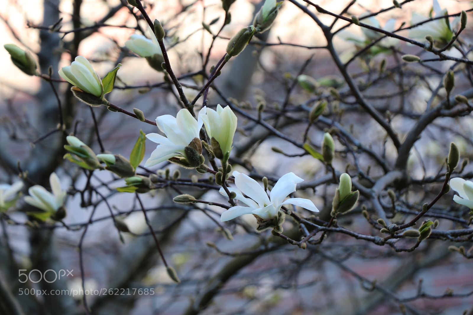 Canon EOS 80D sample photo. Cherry blossom photography