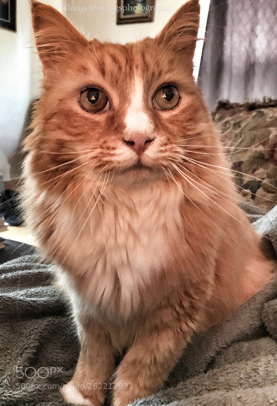 Apple iPhone 7 sample photo. Bayer photography