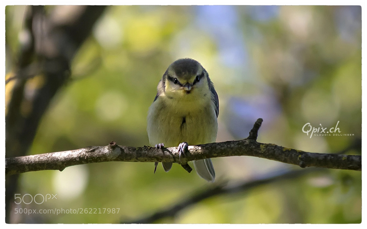 Canon EOS 80D sample photo. A baby tint photography