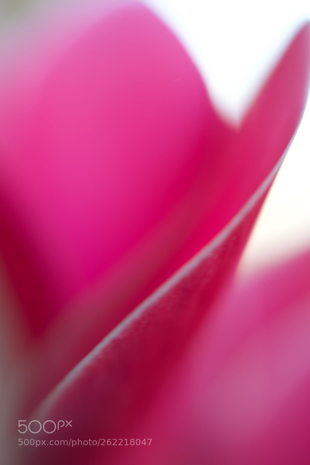 Nikon AF-S DX Micro Nikkor 40mm F2.8 sample photo. Ethereal photography