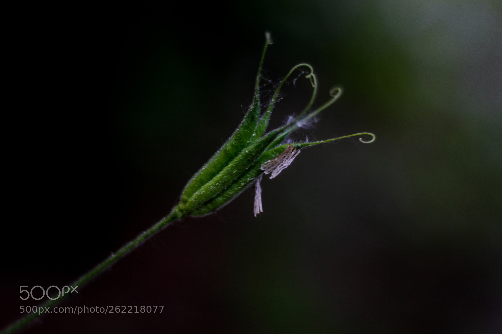 Canon EOS 7D sample photo. Small and beautiful photography