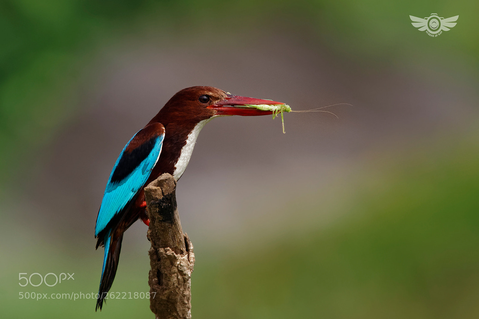 Sony a99 II + Sony 500mm F4 G SSM sample photo. Resplendent blue photography