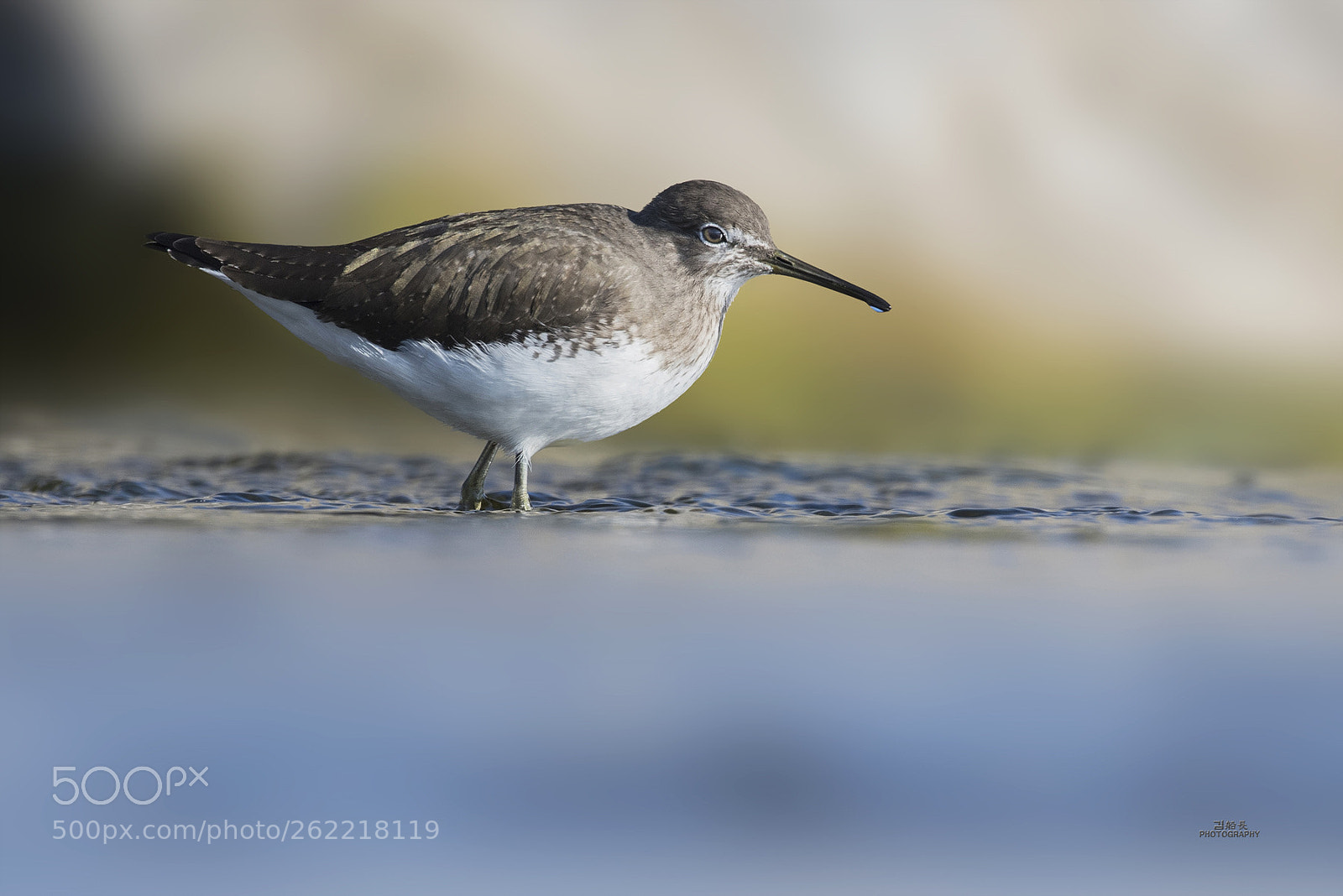 Nikon D500 sample photo. Green sandpiper photography