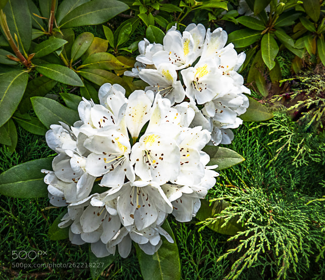 Canon PowerShot G3 X sample photo. Rhododendron photography