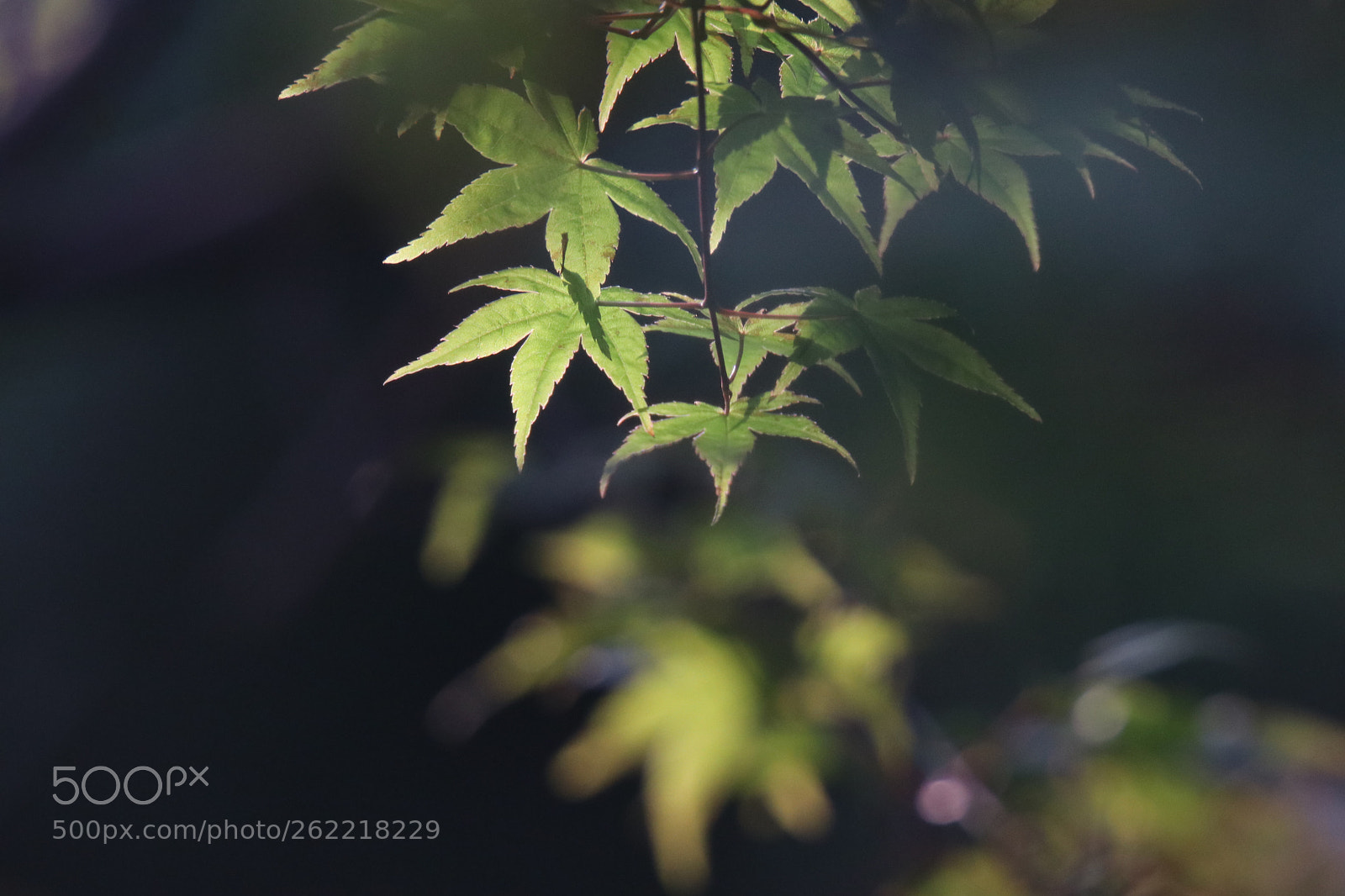 Canon EOS 80D sample photo. 夏的色彩the feeling of summer photography