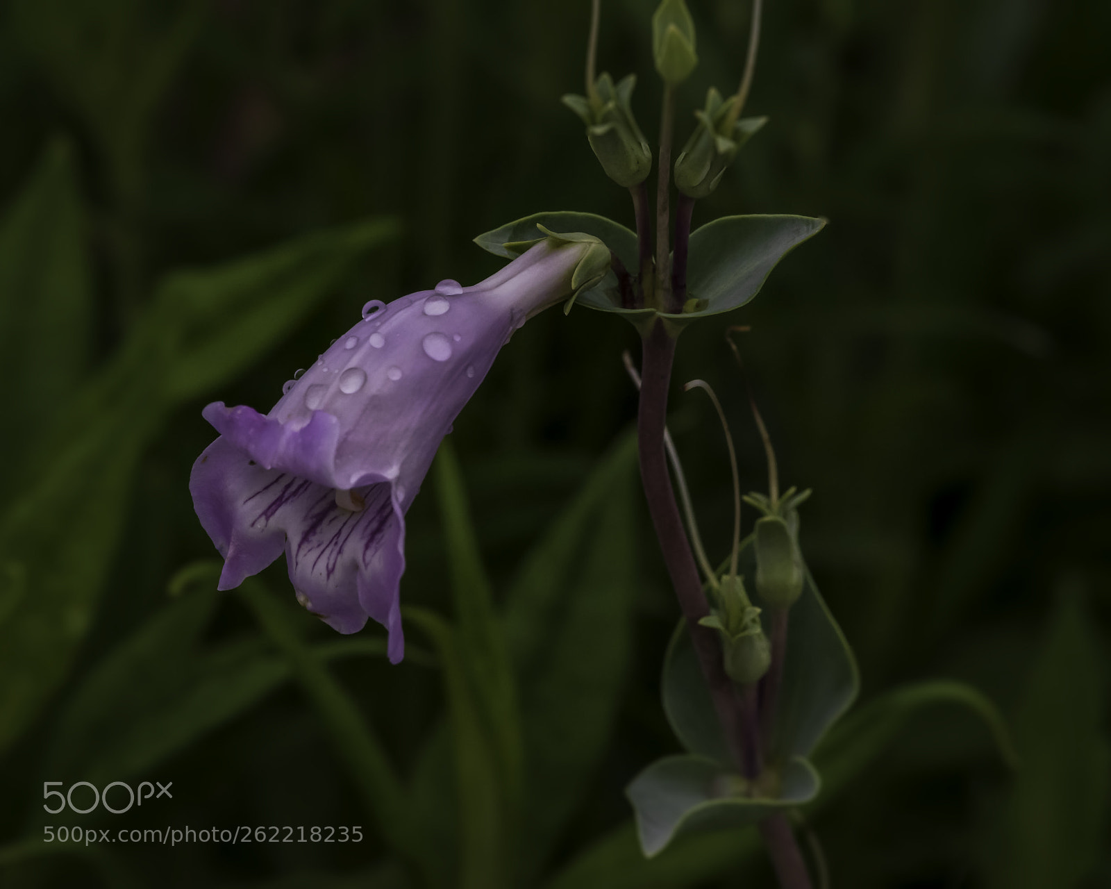 Nikon D750 sample photo. Foxglove photography