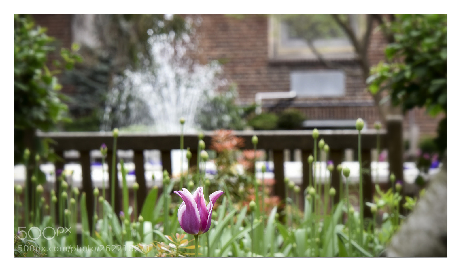 Nikon D810 sample photo. Lonely tulip photography