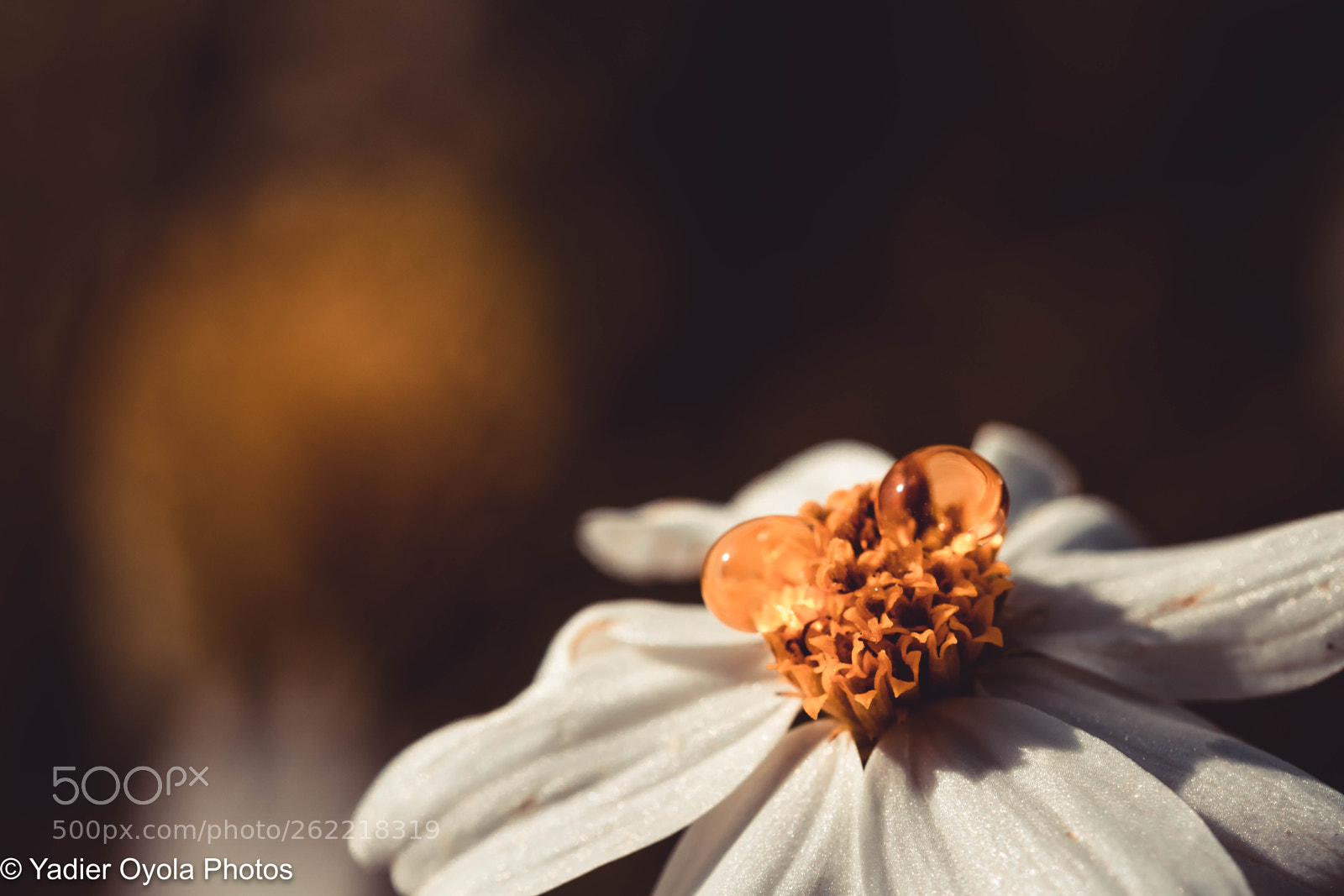 Canon EOS 80D sample photo. Gotas y flores photography